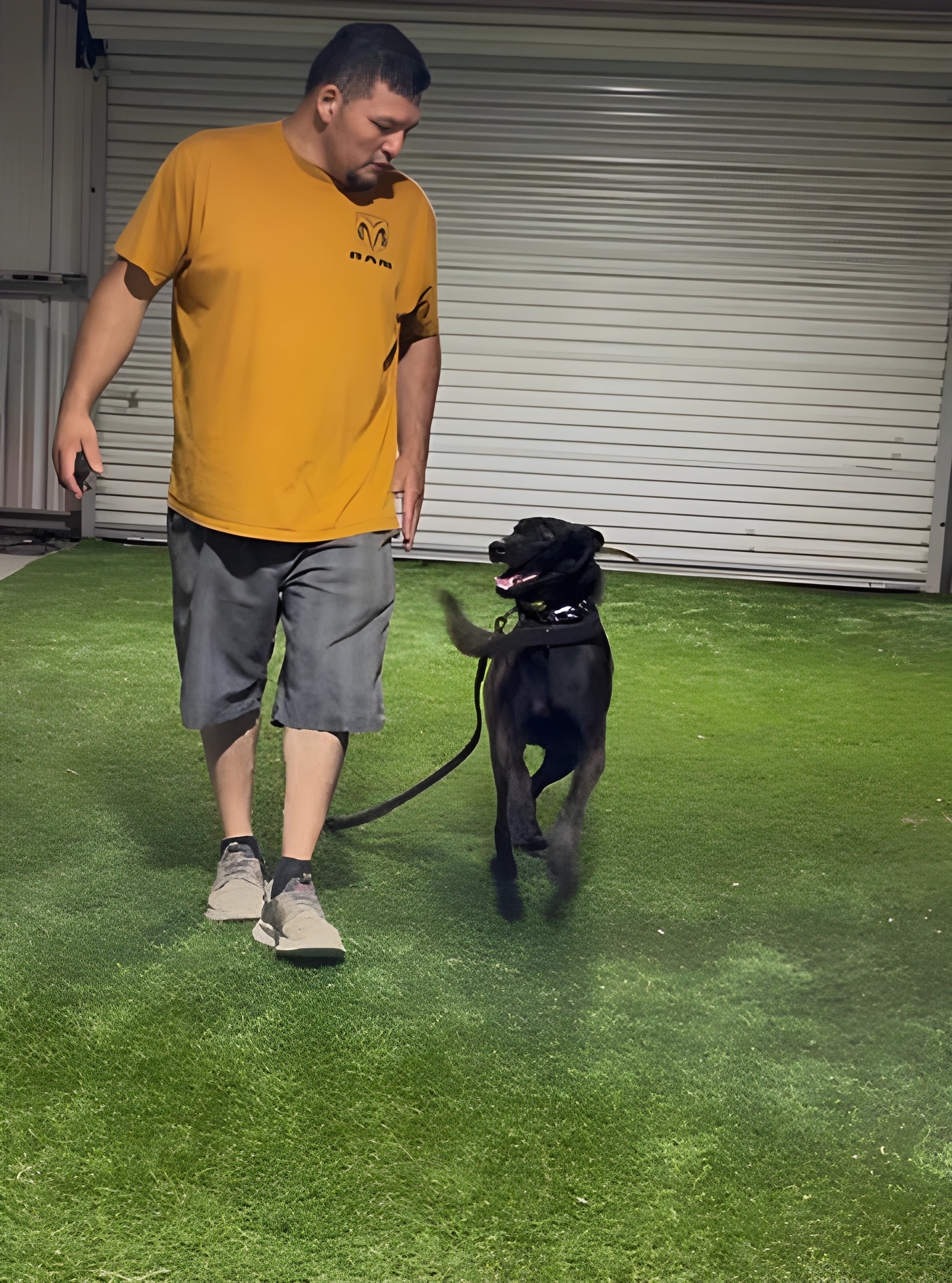 Dog training photo